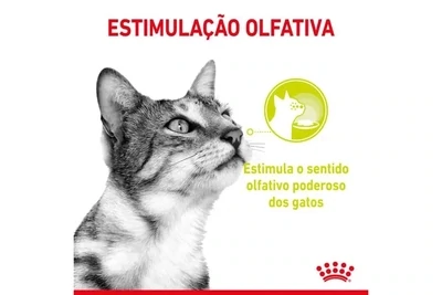Royal Canin Sensory Smell em molho para gatos adultos 12x85g