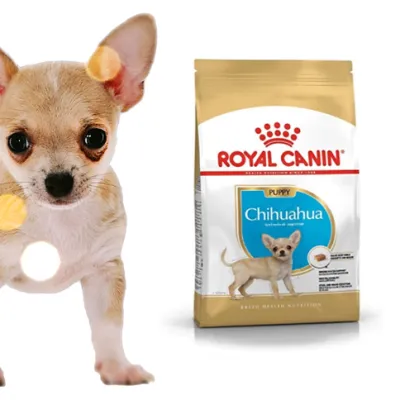 Ração Royal Canin® Chihuahua Puppy para filhotes de Chihuahua. Saco de 1,5kg. 