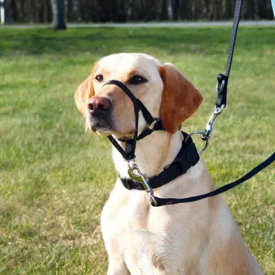 Açaime treino Trixie Top Trainer L-XL para cães grandes