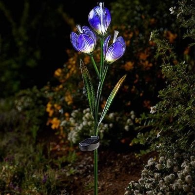 Crocus
