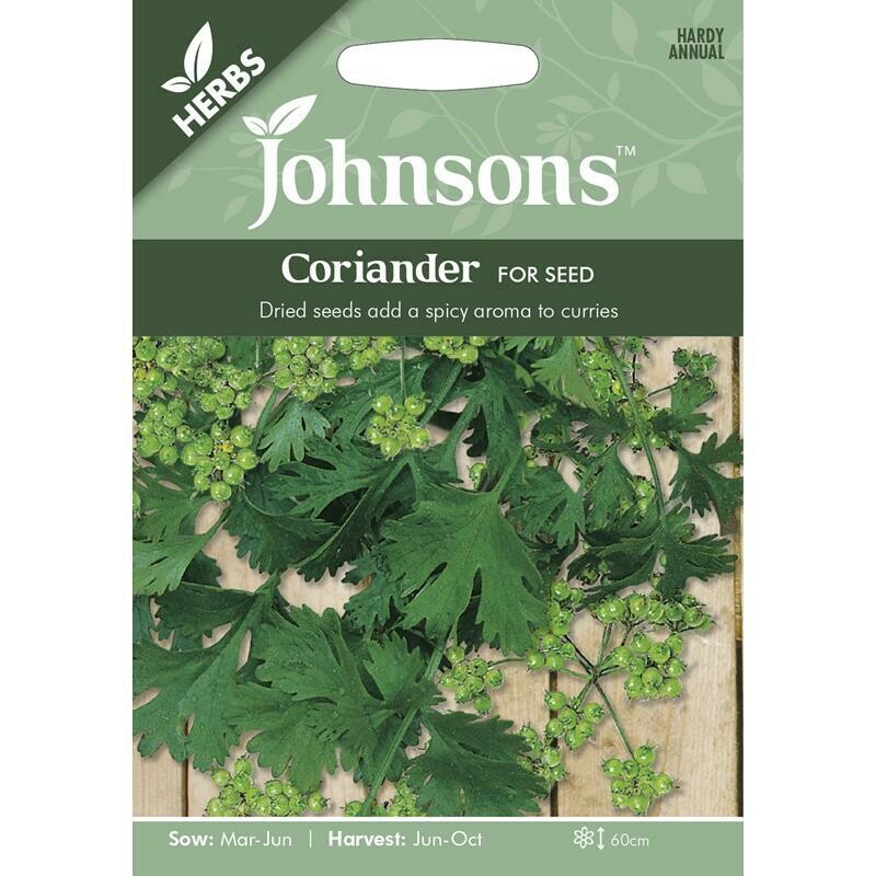 Herb - Coriander For Seed