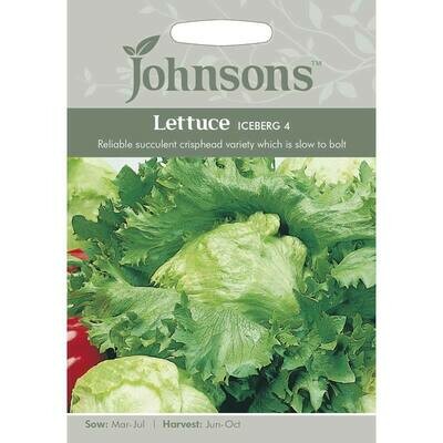 Lettuce Iceberg 4