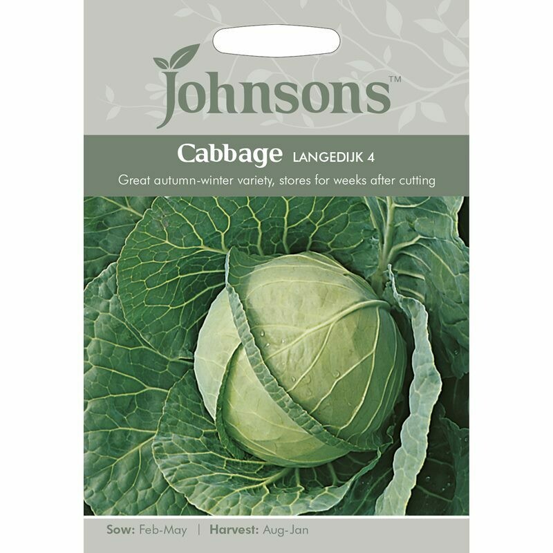 Cabbage Langedijk 4