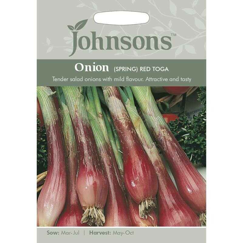 Onion (Spring) Red Toga