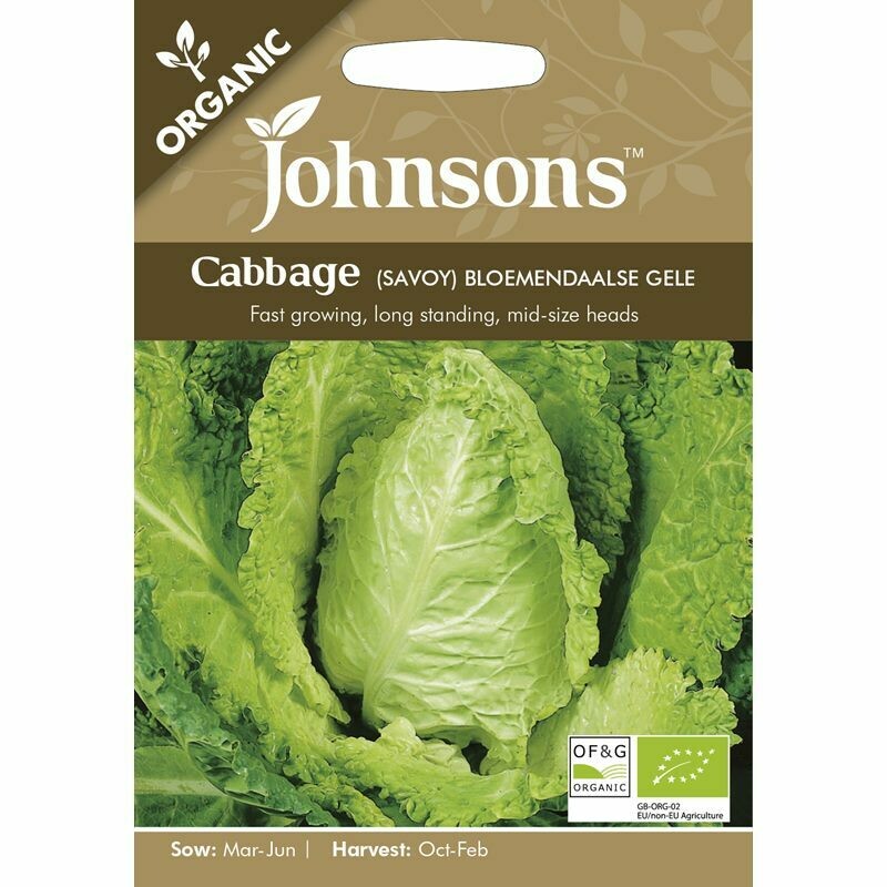 Cabbage (Savoy) Bloemendaals Gele (org)