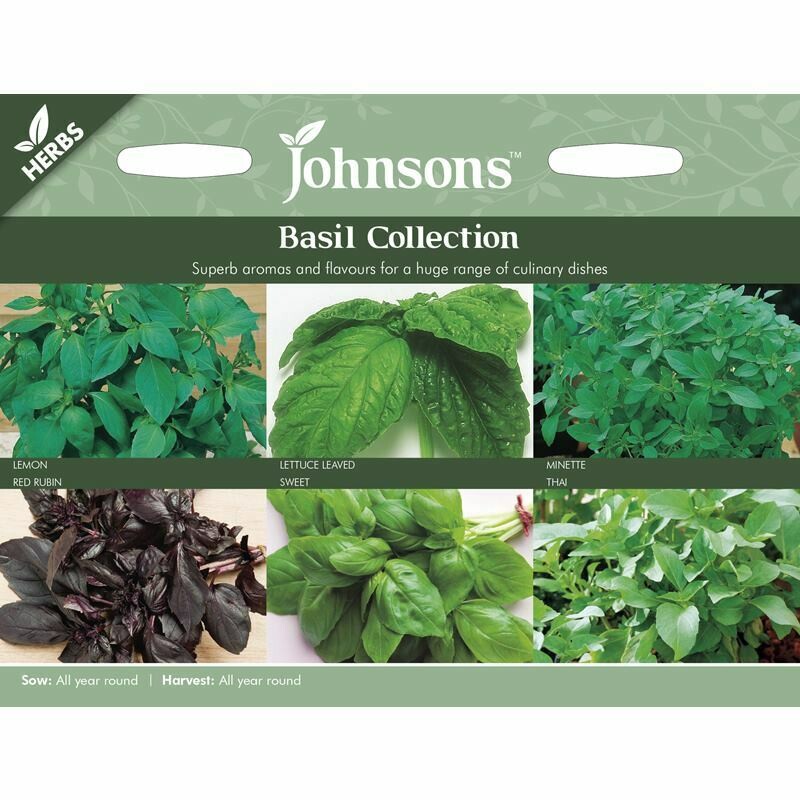 Herb - Basil Collection
