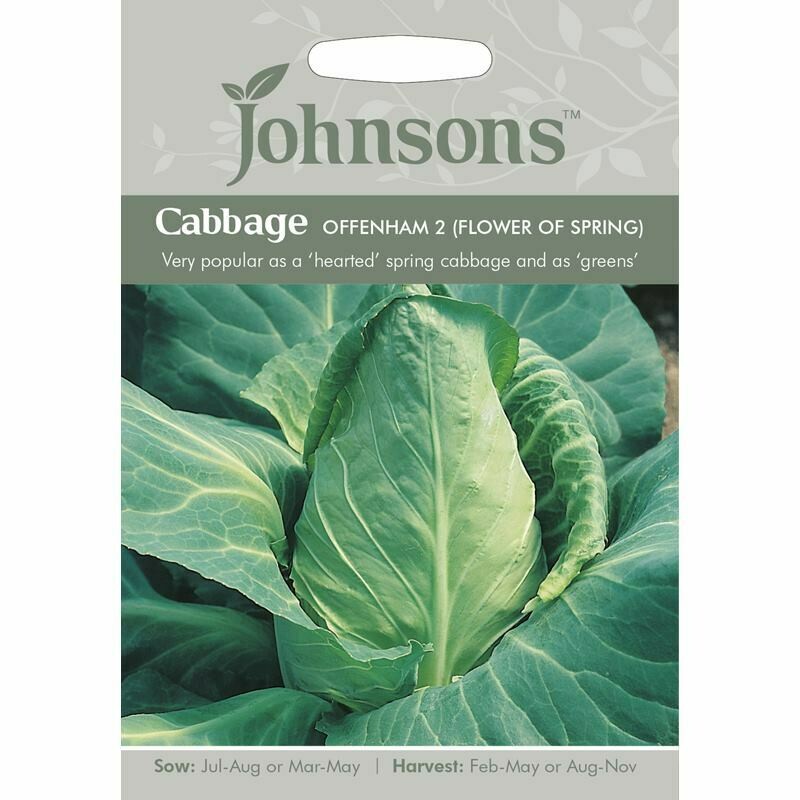 Cabbage Offenham 2