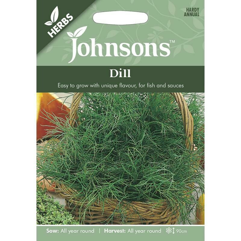 Herb - Dill