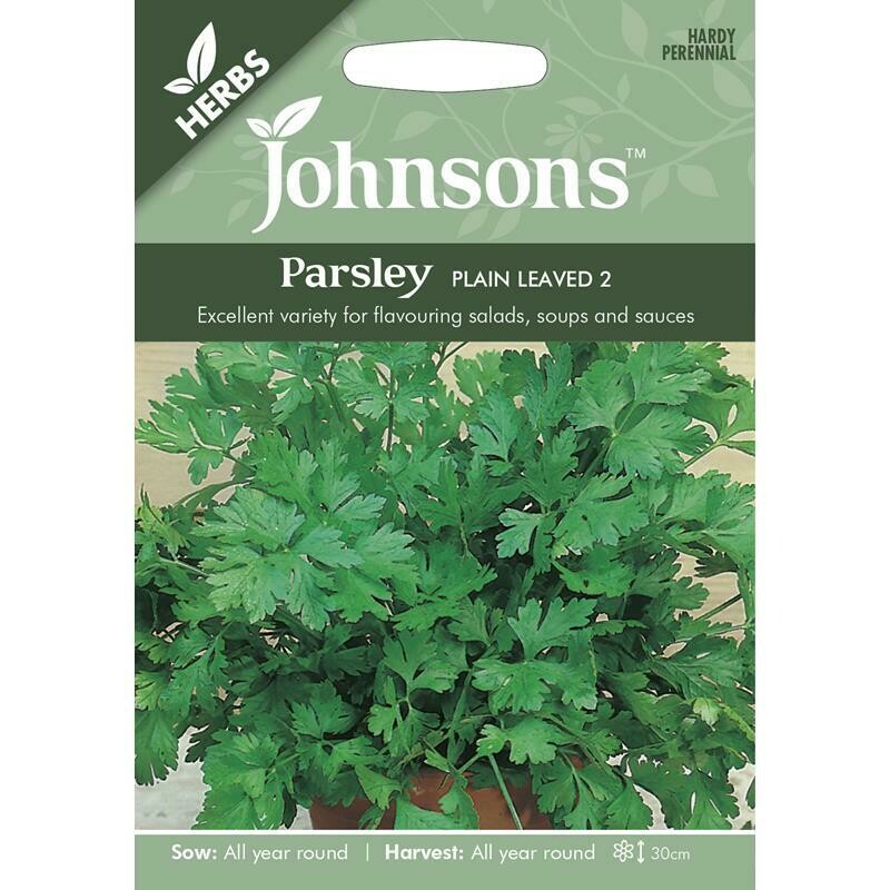 Herb - Parsley Plain Leaved 2