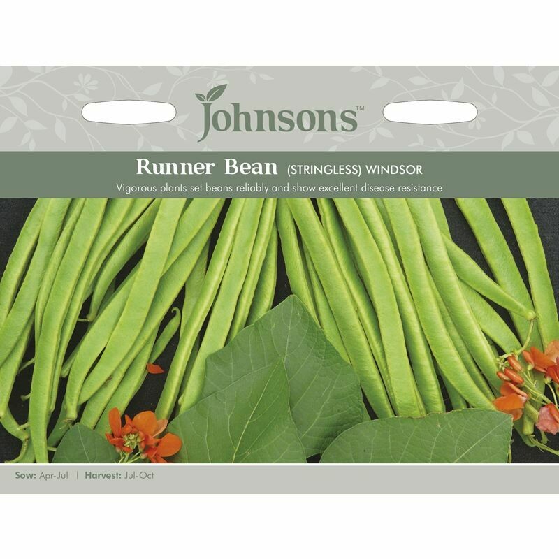 Runner Bean Windsor (Stringless)