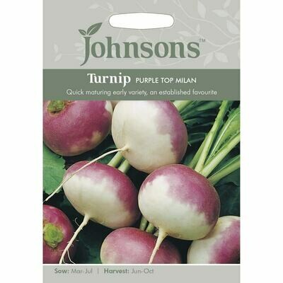 Turnip Purple Top Milan