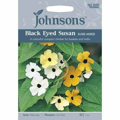 Black Eyed Susan Susie Mixed