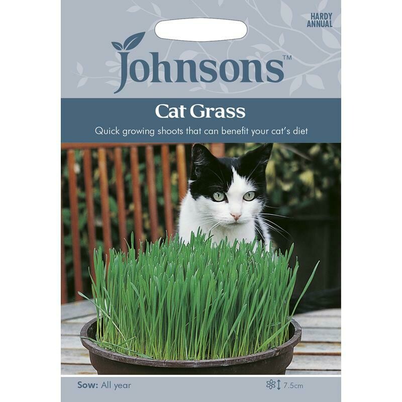 Cat Grass Avena Sativa