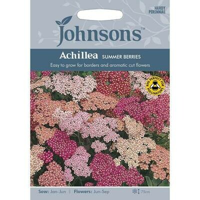 Achillea Summer Berries