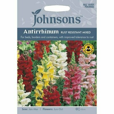 Antirrhinum Rust Resistant Mixed.