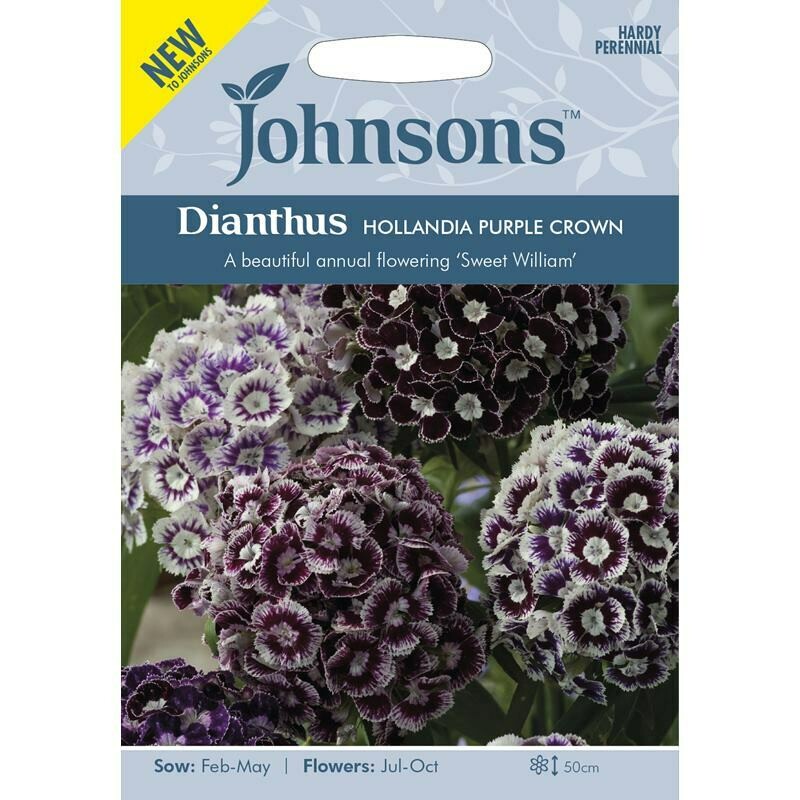 Dianthus Hollandia Purple Crown