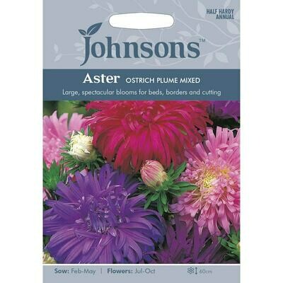 Aster Ostrich Plume Mixed