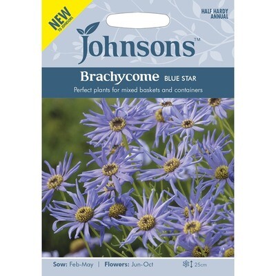 Brachycome Blue Star