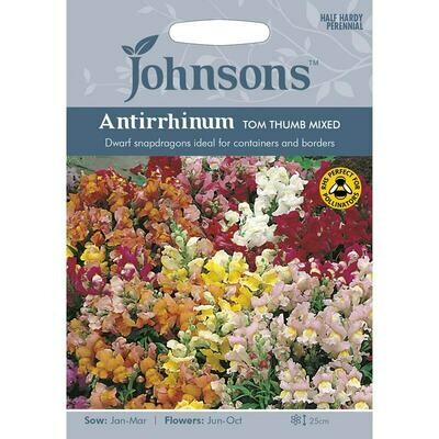 Antirrhinum Tom Thumb Mixed