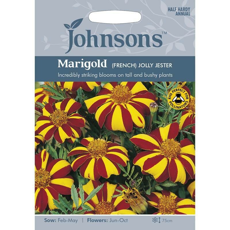 Marigold (French) Jolly Jester