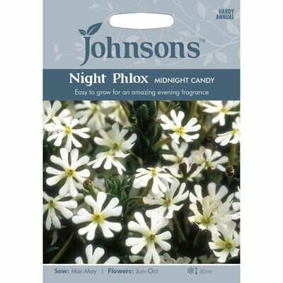 Night Phlox Midnight Candy