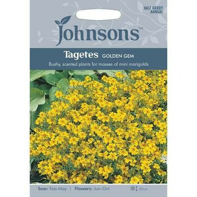 Tagetes Golden Gem