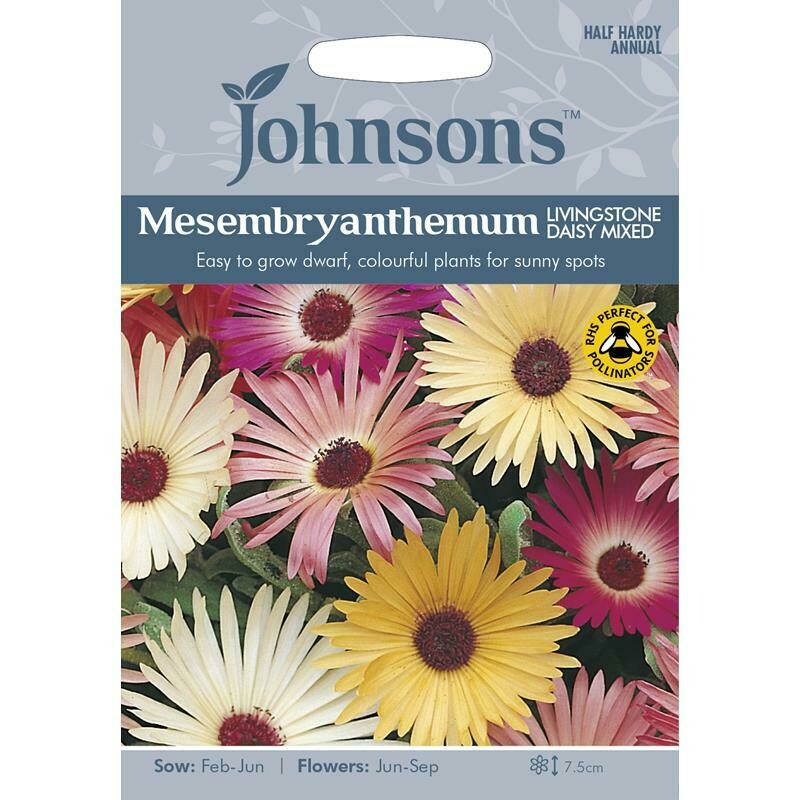 Mesembryanthemum Livingstone Daisy Mixed