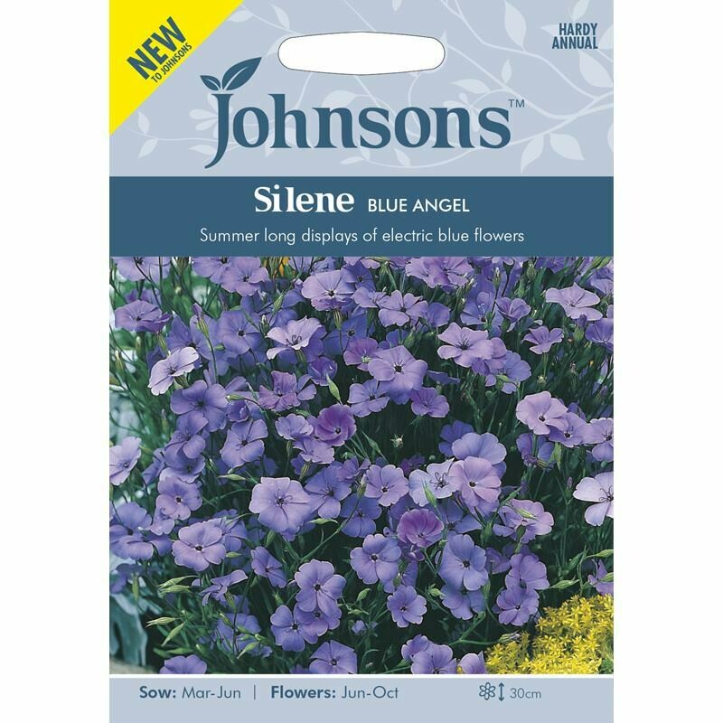 Silene Blue Angel