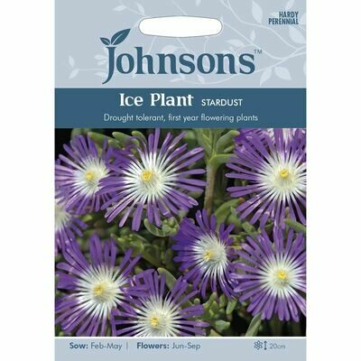 Ice Plant Stardust