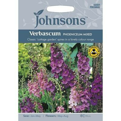 Verbascum Phoeniceum Mixed