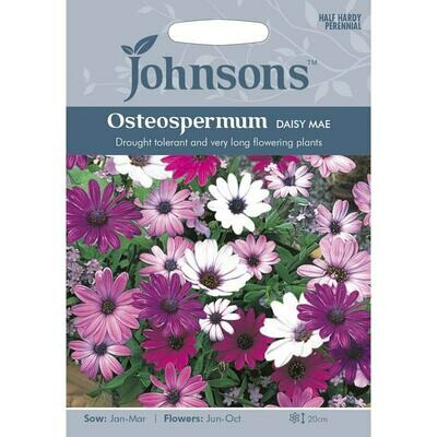 Osteospermum Daisy Mae