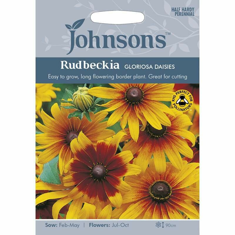 Rudbeckia Gloriosa Daisies