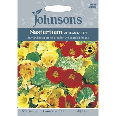 Nasturtium African Queen