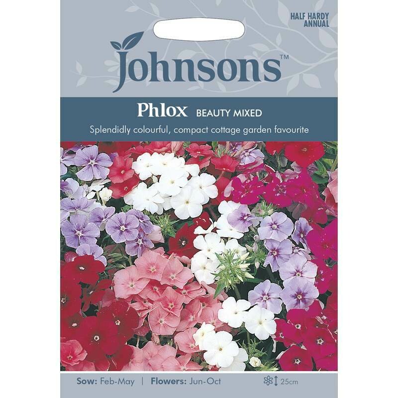 Phlox Beauty Mixed