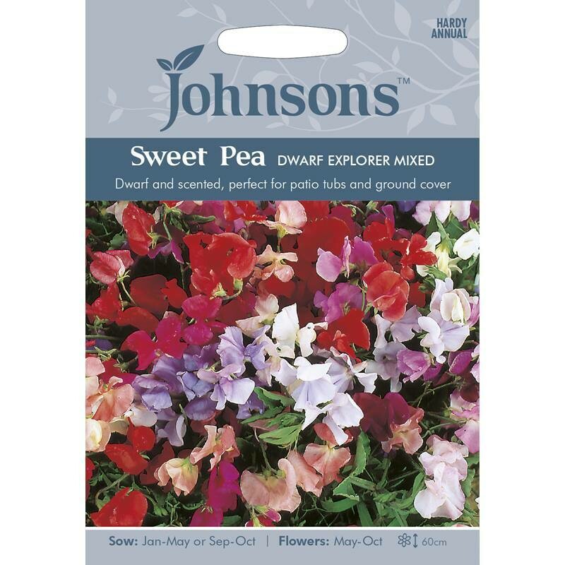 Sweet Pea Dwarf Explorer Mixed