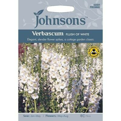 Verbascum Flush Of White