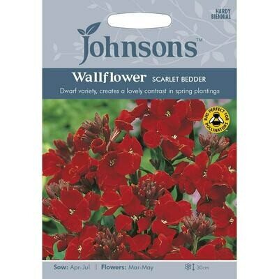 Wallflower Scarlet Bedder