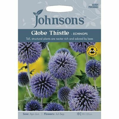 Globe Thistle - Echinops