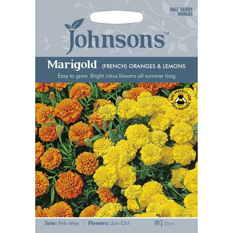 Marigold (French) Oranges & Lemons