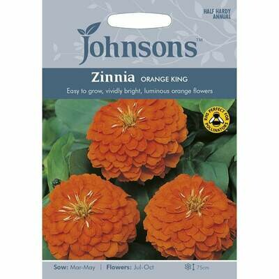 Zinnia Orange King