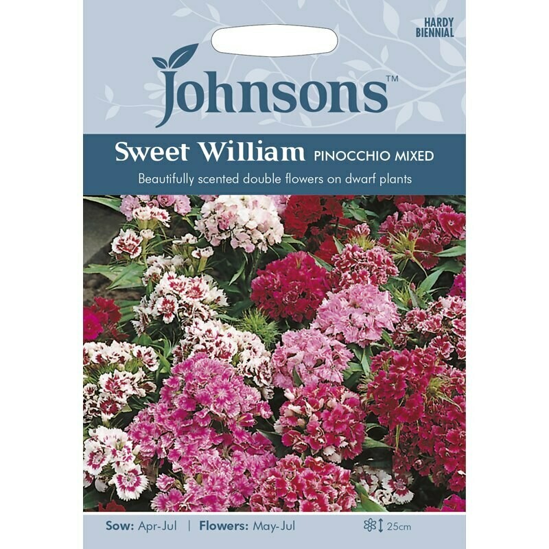 Sweet William Pinocchio Mixed