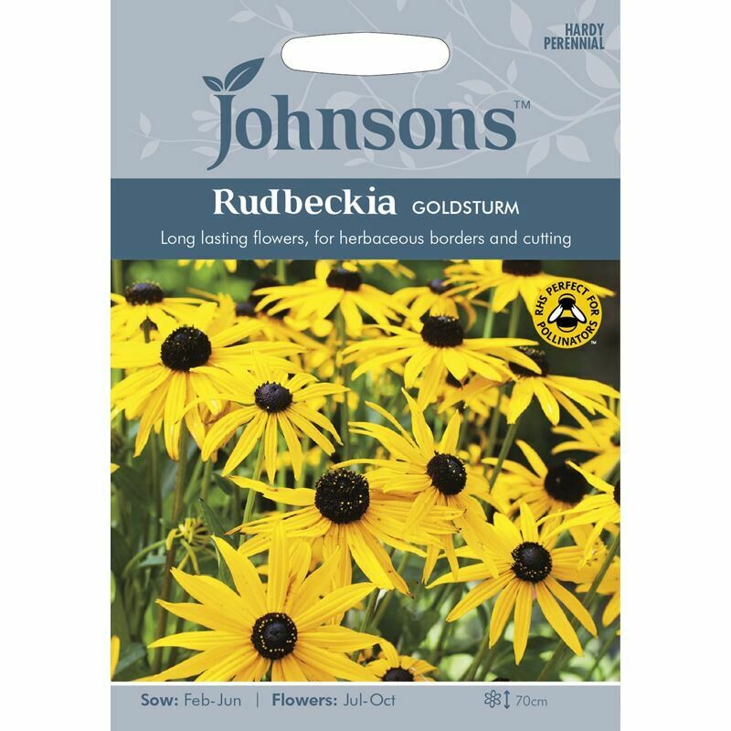 Rudbeckia Goldsturm