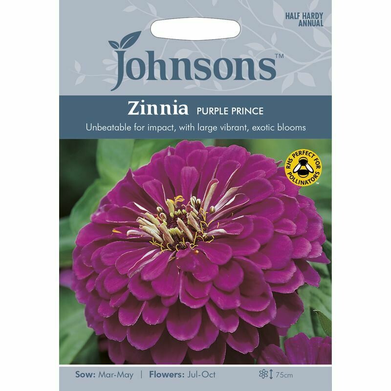 Zinnia Purple Prince