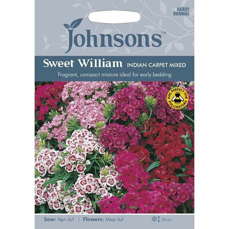 Sweet William Indian Carpet Mixed