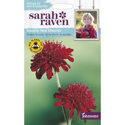 Sarah Raven Knautia Red Cherries