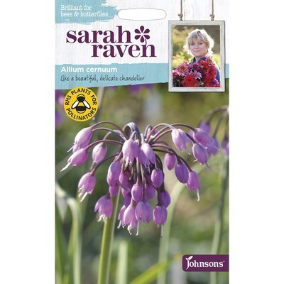 Sarah Raven Allium Cemuum