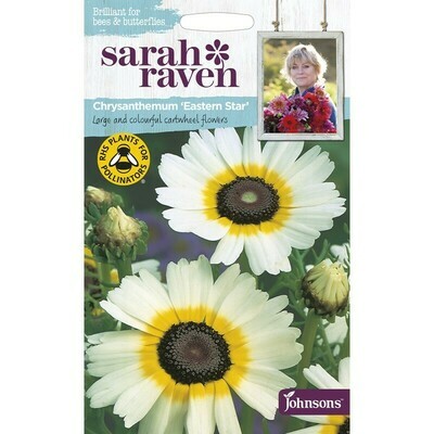 Sarah Raven Chrysanthemum Eastern Star