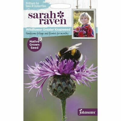 Sarah Raven Greater Knapweed