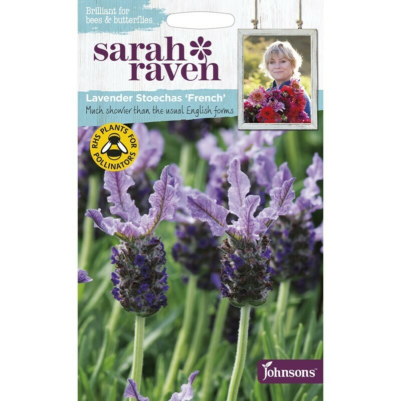 Sarah Raven Lavender Stoechas French