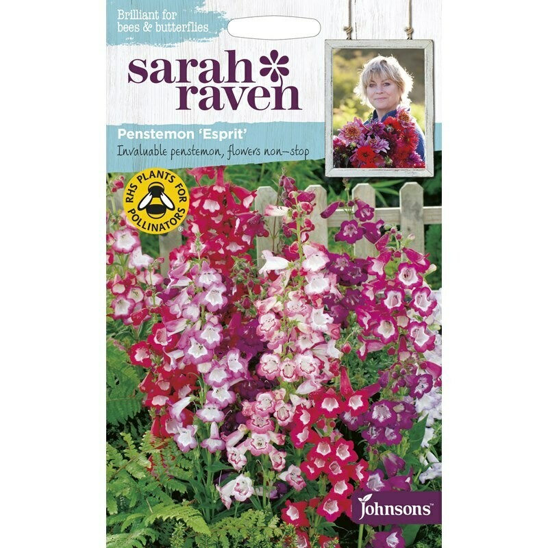 Sarah Raven Penstemon Esprit
